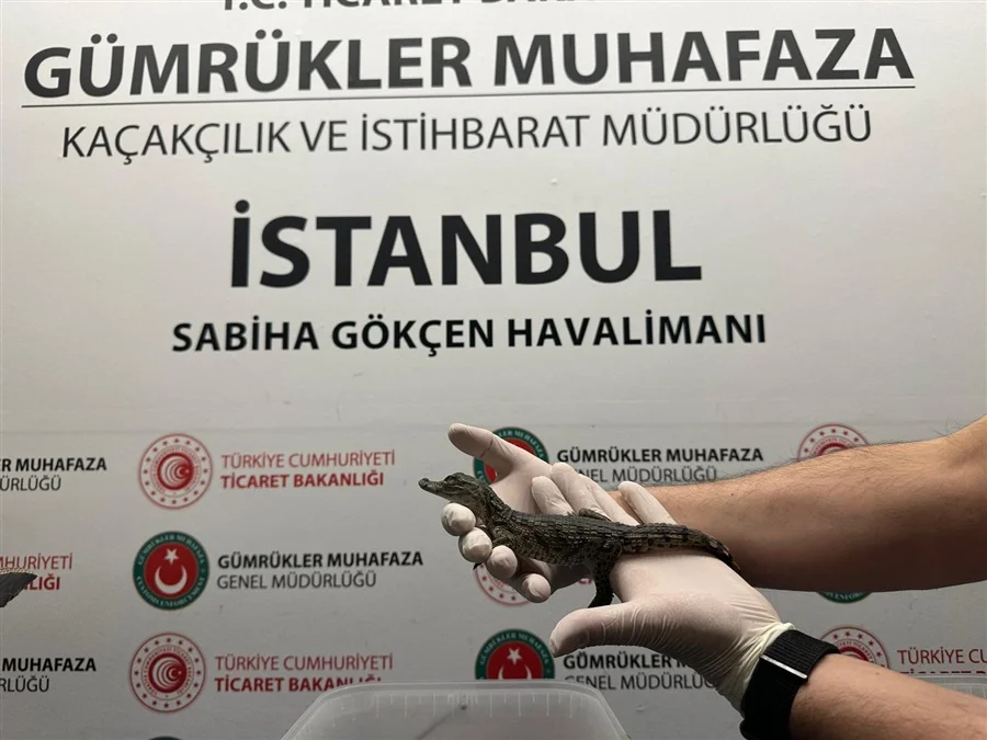 Sabiha Gökçen'de bagajdan 27 yavru sürüngen çıktı