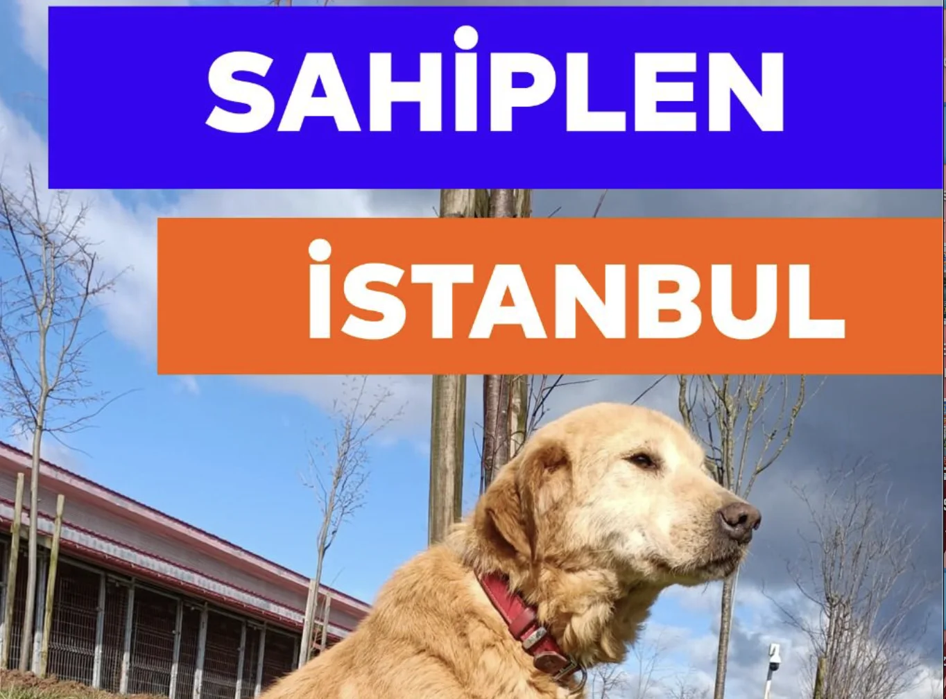 İBB hayvan bakımevlerinin hizmet ağını açıkladı