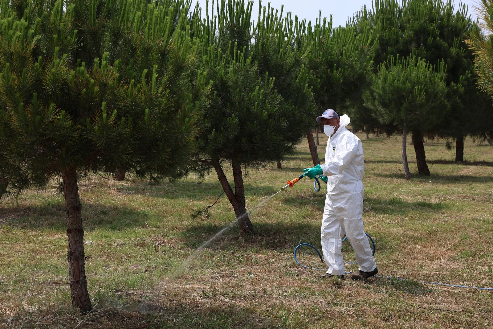 İBB yaz dönemi kene mücadelesini hızlandırdı