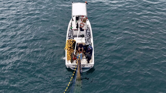 Karadeniz'de Palamut Bolluğu Balıkçıları ve Vatandaşları Memnun Etti