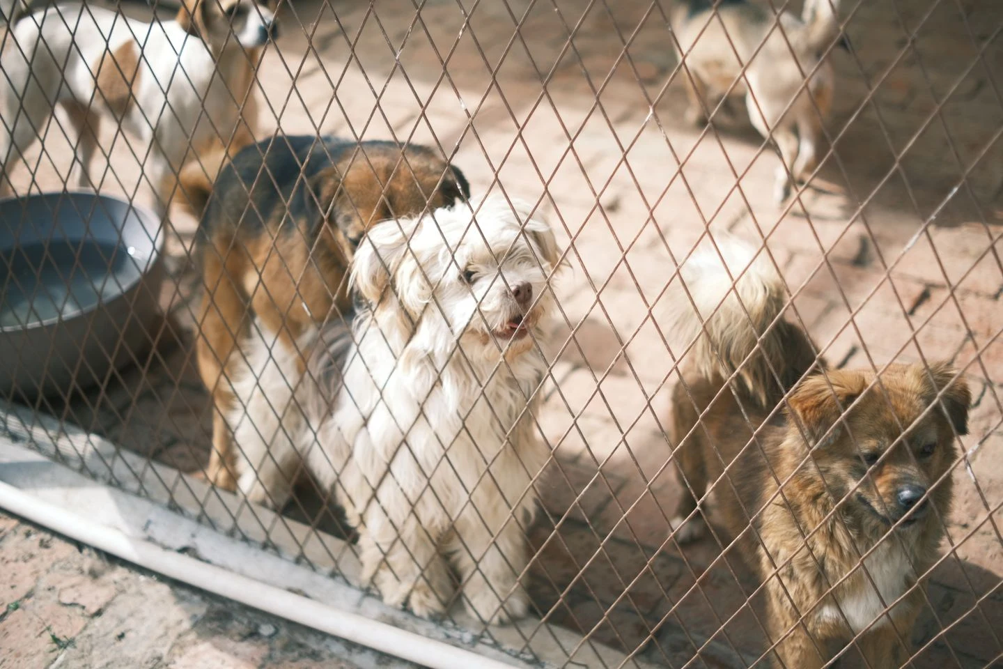 Temsili: İETT dört barınak köpeğini iki garajına yerleştirdi